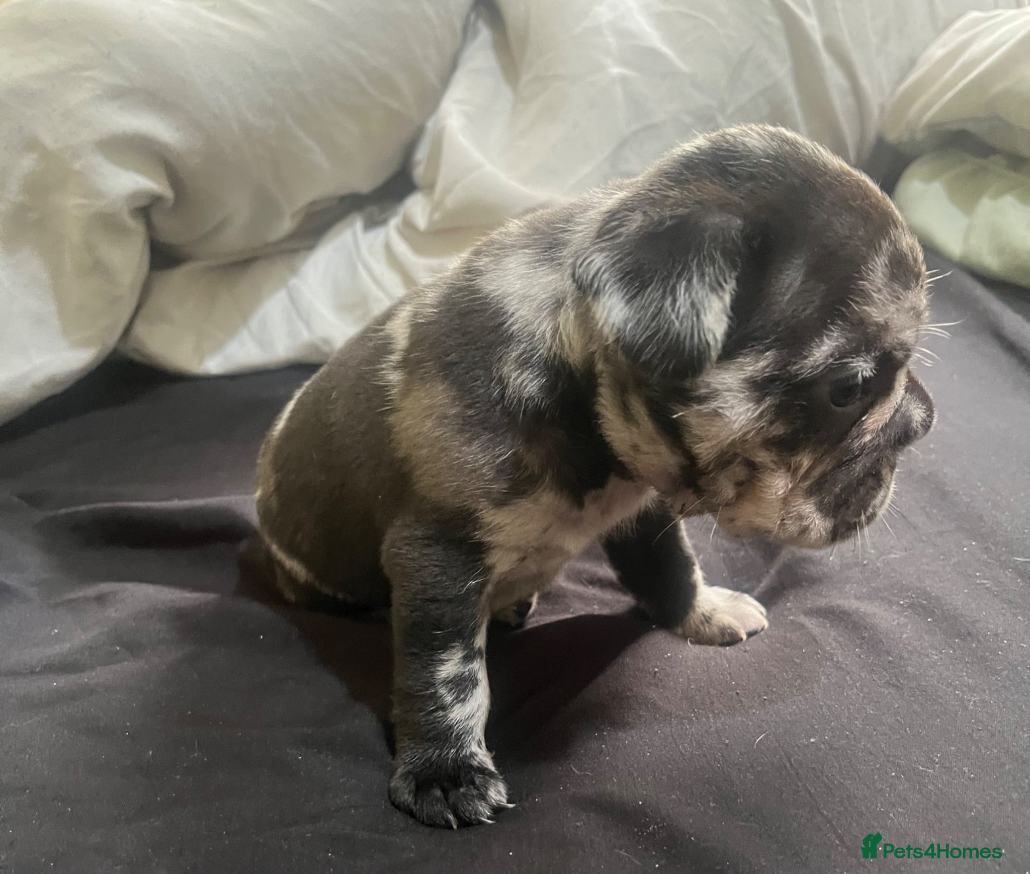 French Bulldog dogs Cute male French bulldog - Advert 18