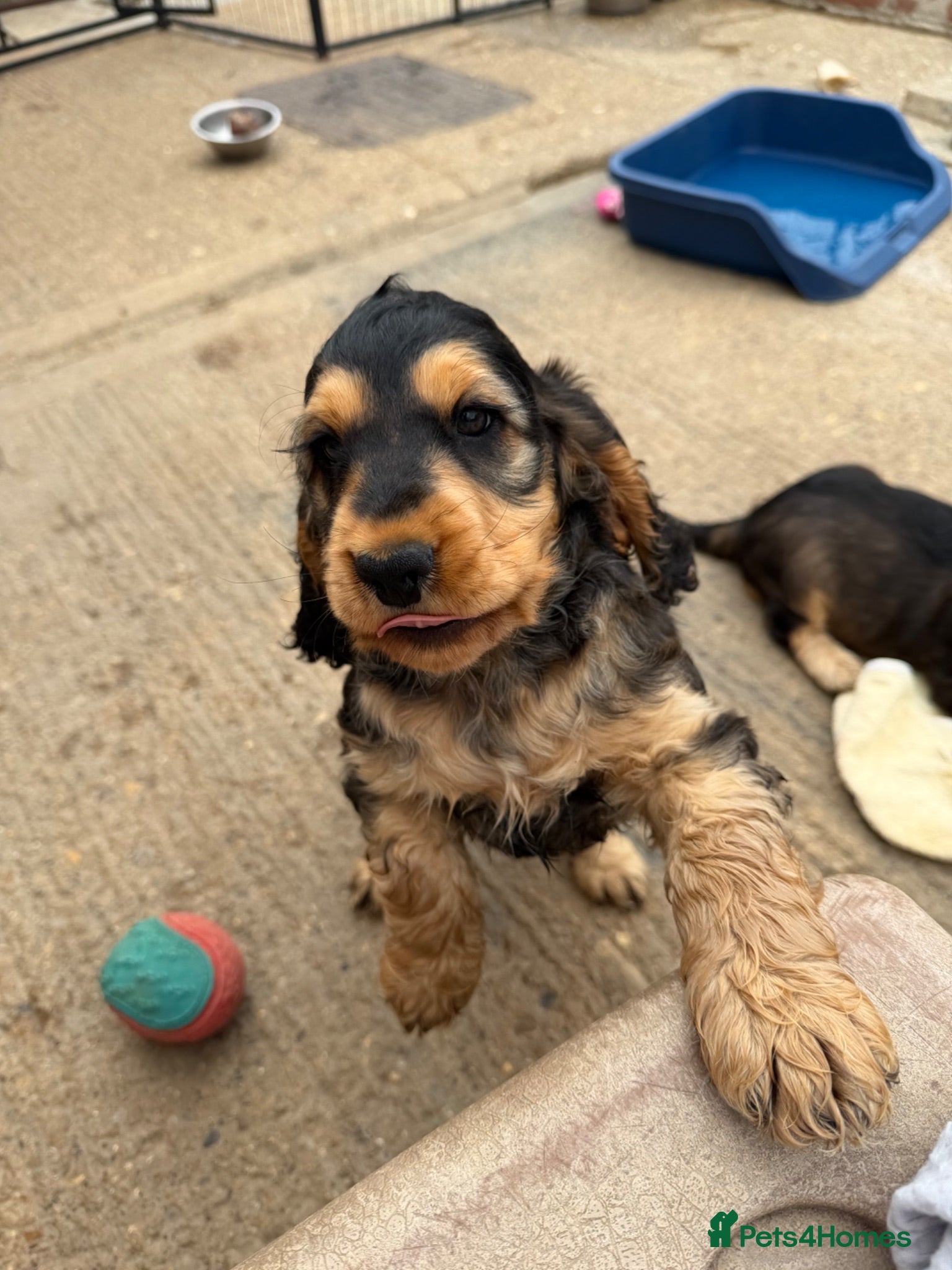 Cocker Spaniel dogs Stunning English show type cocker puppies  - Advert 2