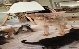 Mixed Breed cats for sale: Abyssinian x Bengal  - Image 24