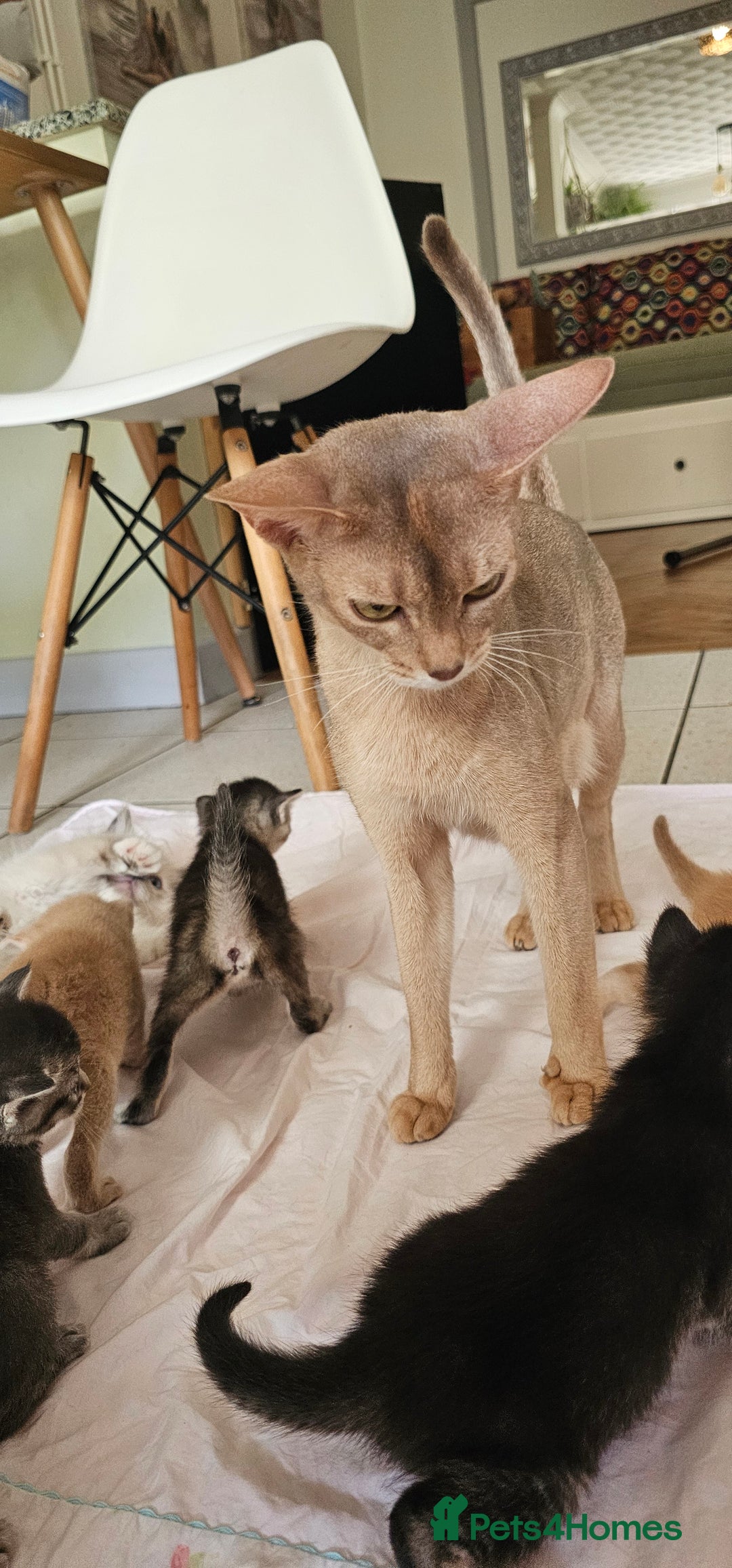 Mixed Breed cats for sale: Abyssinian x Bengal  - Image 24
