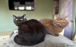 British Shorthair cats for sale: Beautiful British Shorthair kittens - Image 8