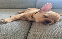 French Bulldog dogs for sale: Male French Bulldog available now  in Wisbech - Image 16