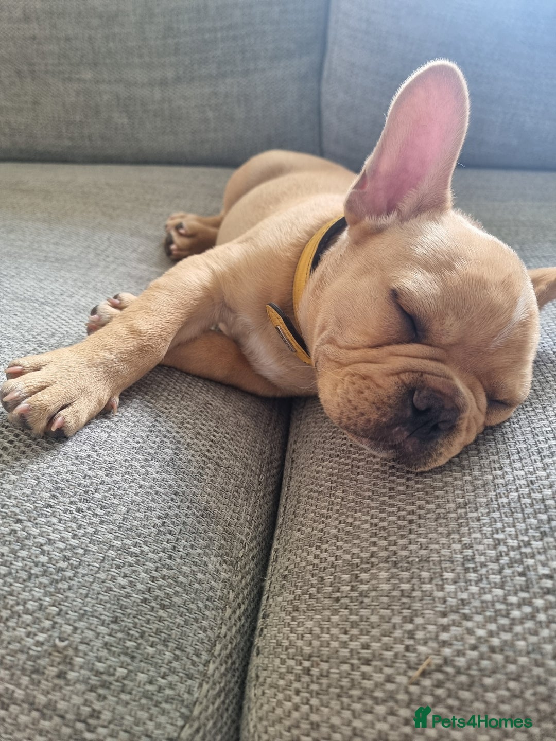 French Bulldog dogs for sale: Male French Bulldog available now  in Wisbech - Image 16