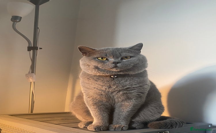 British Shorthair cats - Advert 1