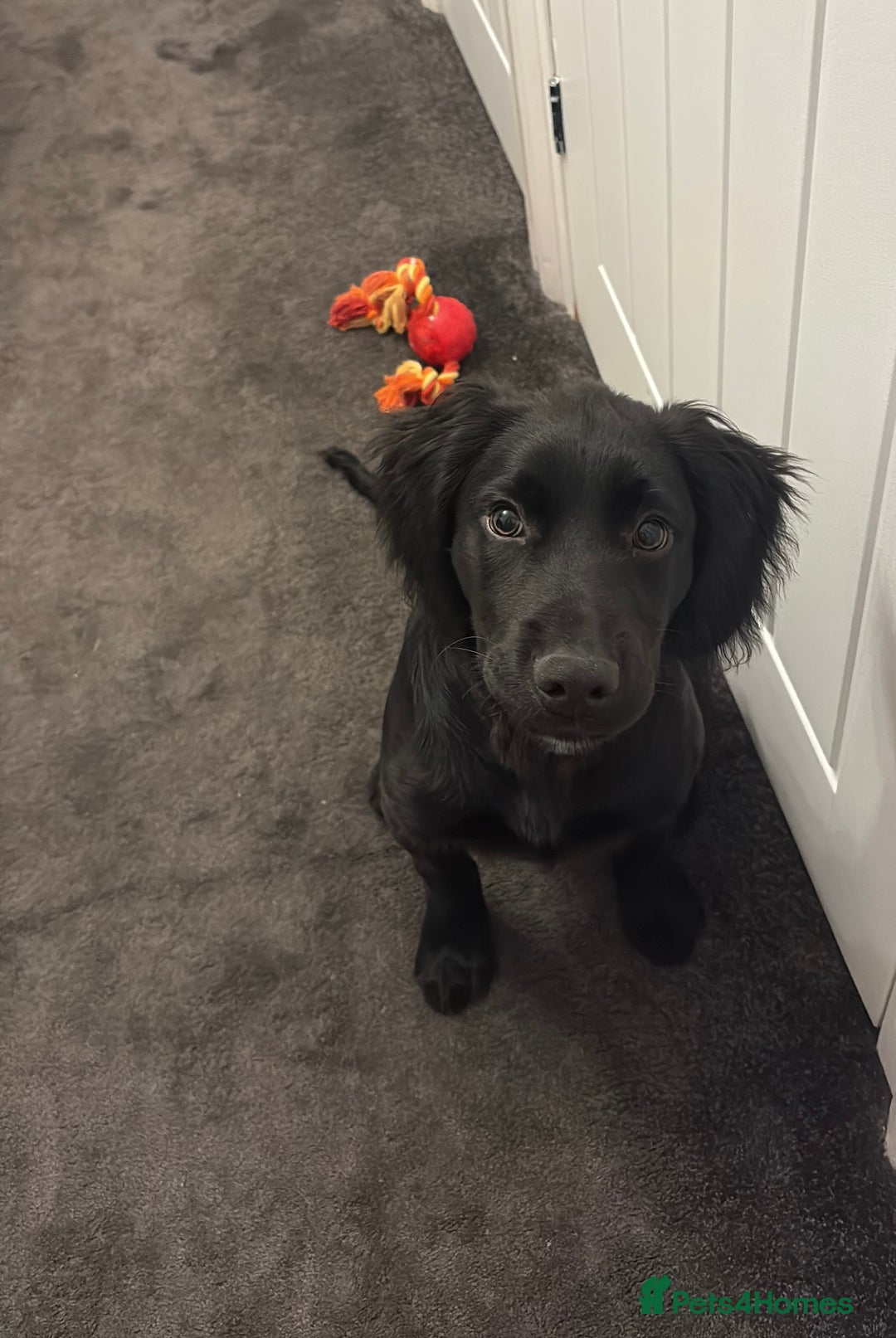 Mixed Breed dogs for sale: Beautiful bear for sale  - Advert 1