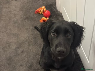 Mixed Breed dogs Beautiful bear for sale - Advert 1