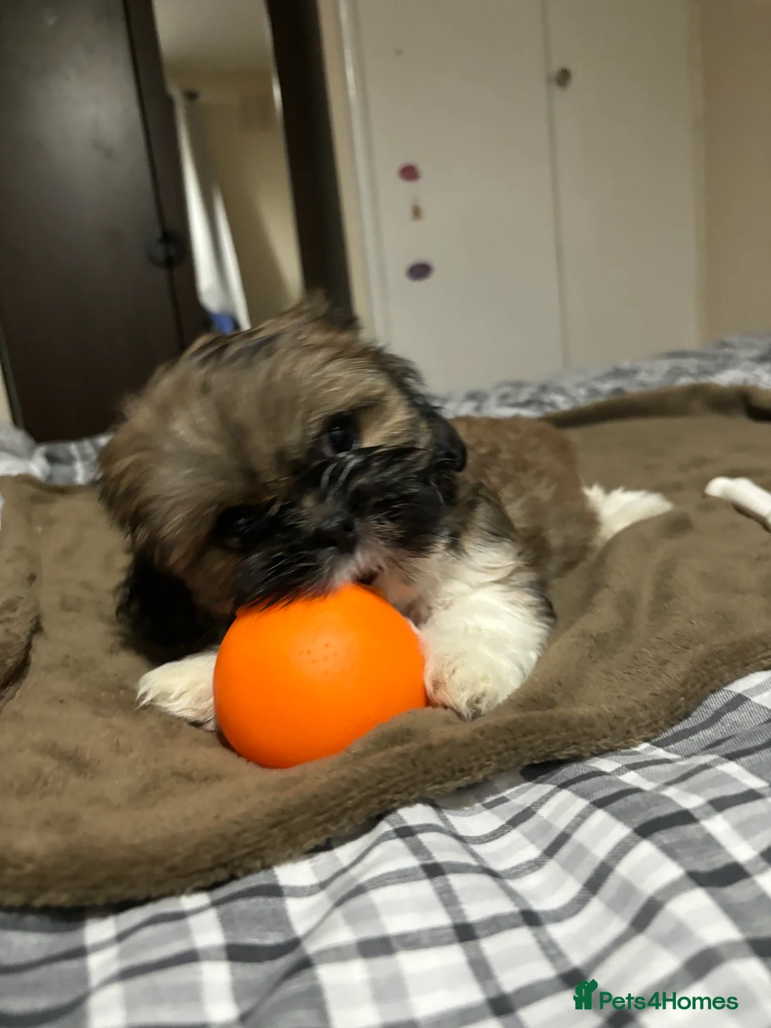Shih Tzu dogs for sale: Shih Tzu puppies - Advert 25