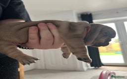 French Bulldog dogs for sale: French bulldog pups  - Image 5