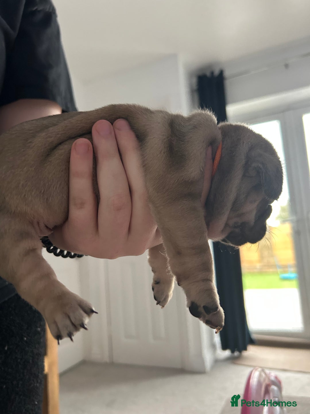 French Bulldog dogs for sale: French bulldog pups  - Image 5