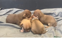 Chihuahua dogs for sale: Chihuahua Puppies - with starter kits  - Image 1