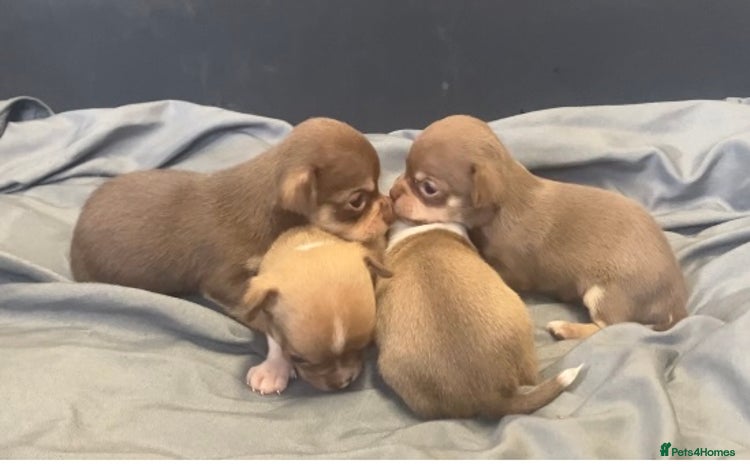 Chihuahua dogs - Advert 5
