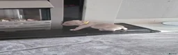 American Bully dogs for sale: American pocket bully pups in Bedlington - Advert 11