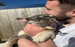 French Bulldog dogs for sale: 11 month old female French bulldog  - Image 3