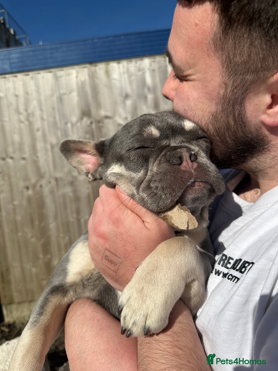 French Bulldog dogs for sale: 11 month old female French bulldog  - Image 3