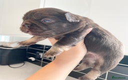French Bulldog dogs for sale: Beautiful litter off French bulldog puppies  - Image 5