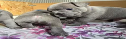 French Bulldog dogs for sale: 💙🐶French Bulldog Puppies💙🐶 - Advert 17
