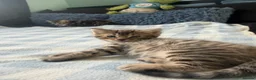 Mixed Breed cats for sale: x3 Mixed Breed Kittens (2M) (1F) - Advert 20