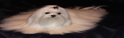 Maltese dogs for sale: Gorgeous Tiny Maltese Puppies - Advert 16
