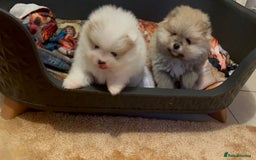 Pomeranian dogs for sale: Kc Registered Pomeranian Pups - Image 8