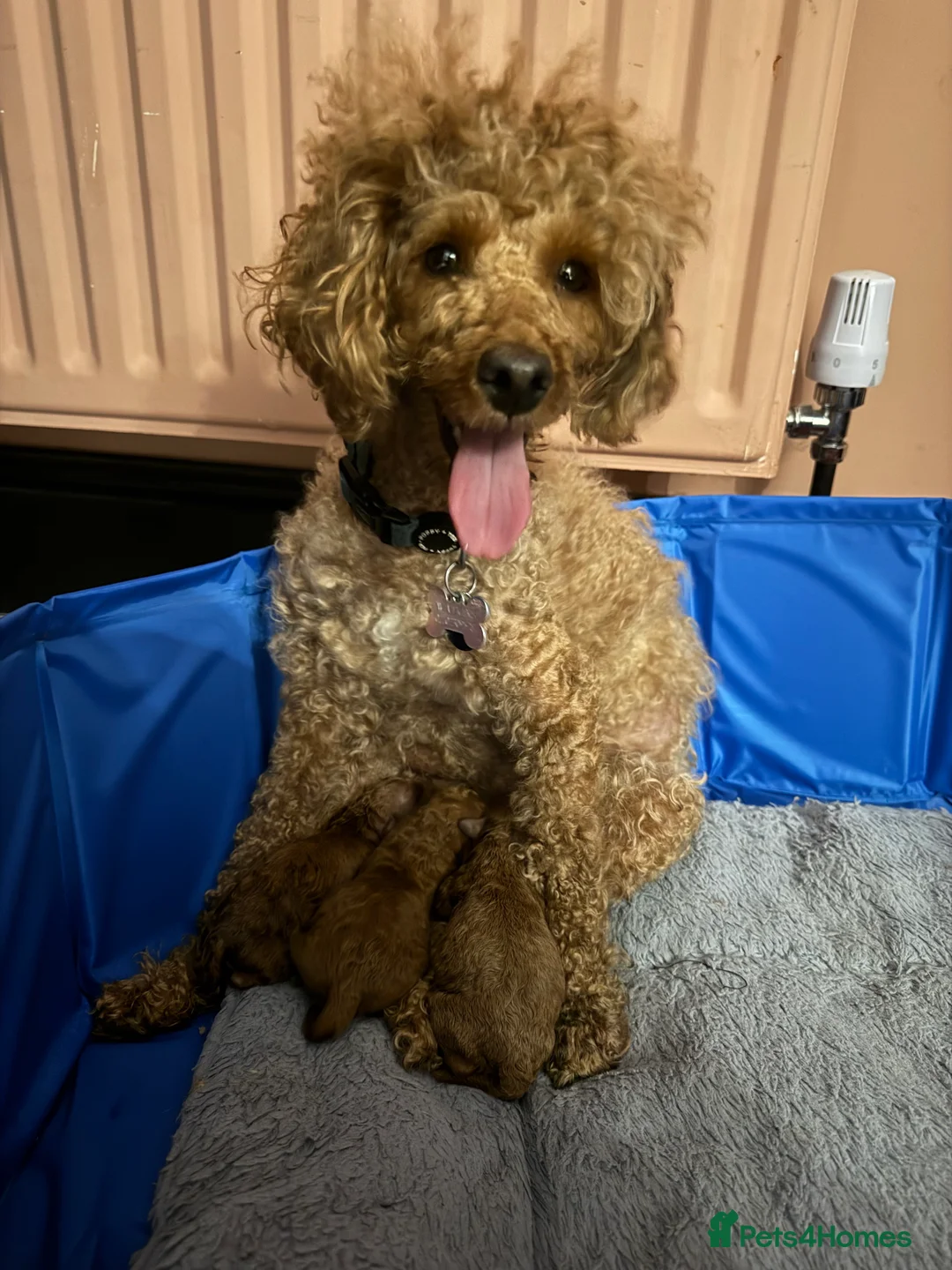 Toy Poodle dogs for sale: Two Red Toy Poodles  in Milton Keynes - Advert 2