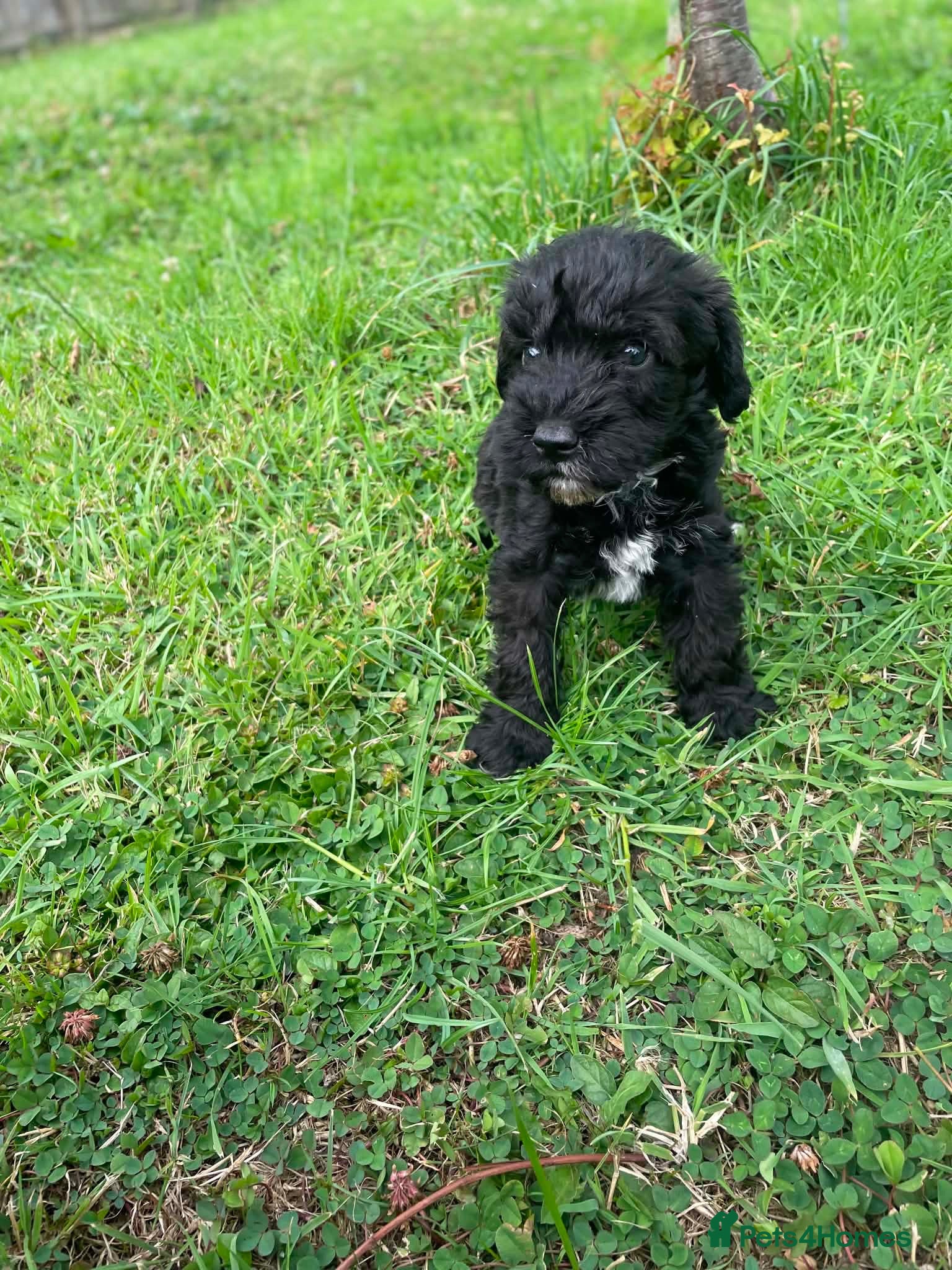 Schnoodle dogs 🐾 Adorable Schnoodle Puppies 🐾 - Advert 1