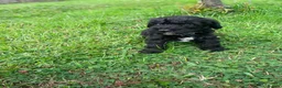 Schnoodle dogs for sale: 🐾 Adorable Schnoodle Puppies 🐾 - Advert 37