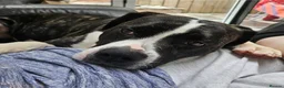 Mixed Breed dogs for adoption: Gorgeous staffie cross available for adoption  in Colchester - Advert 5