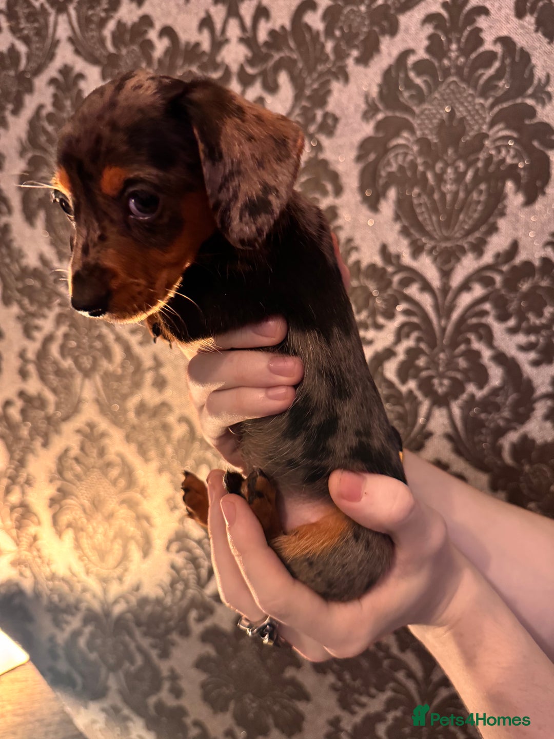 Dachshund dogs for sale: **** Absolutely Stunning Babies **** - Advert 24