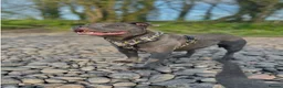 Staffordshire Bull Terrier dogs for sale: Blue Staffordshire Bull Terrier Champion Pups  - Advert 3