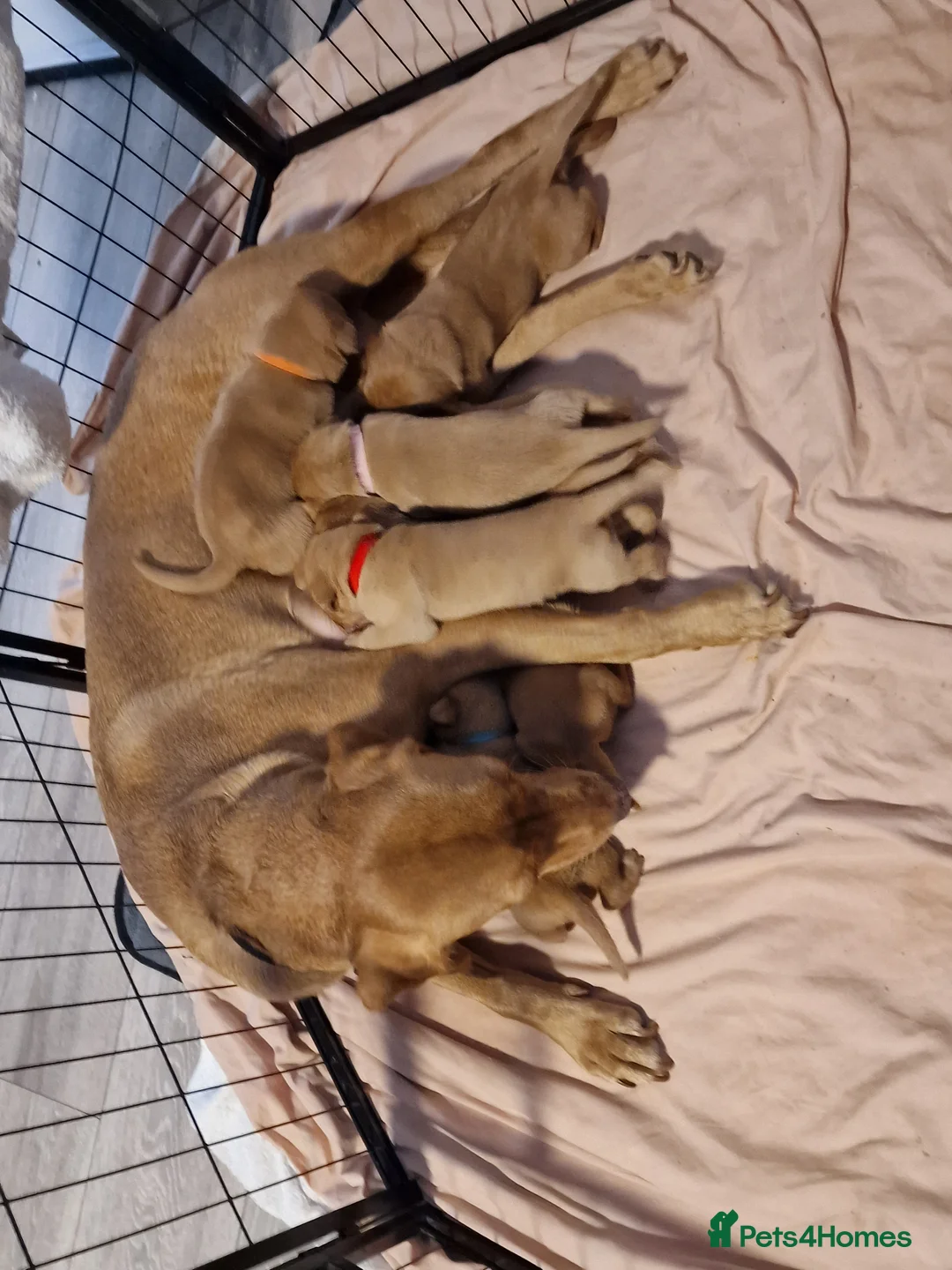 Labrador Retriever dogs for sale: Ready Now! Beautiful Red Fox Labrador Puppies - Advert 19