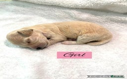 Mixed Breed dogs for sale: REDUCED - Cockapoochi Puppies - READY TO VIEW 🐶 - Image 31