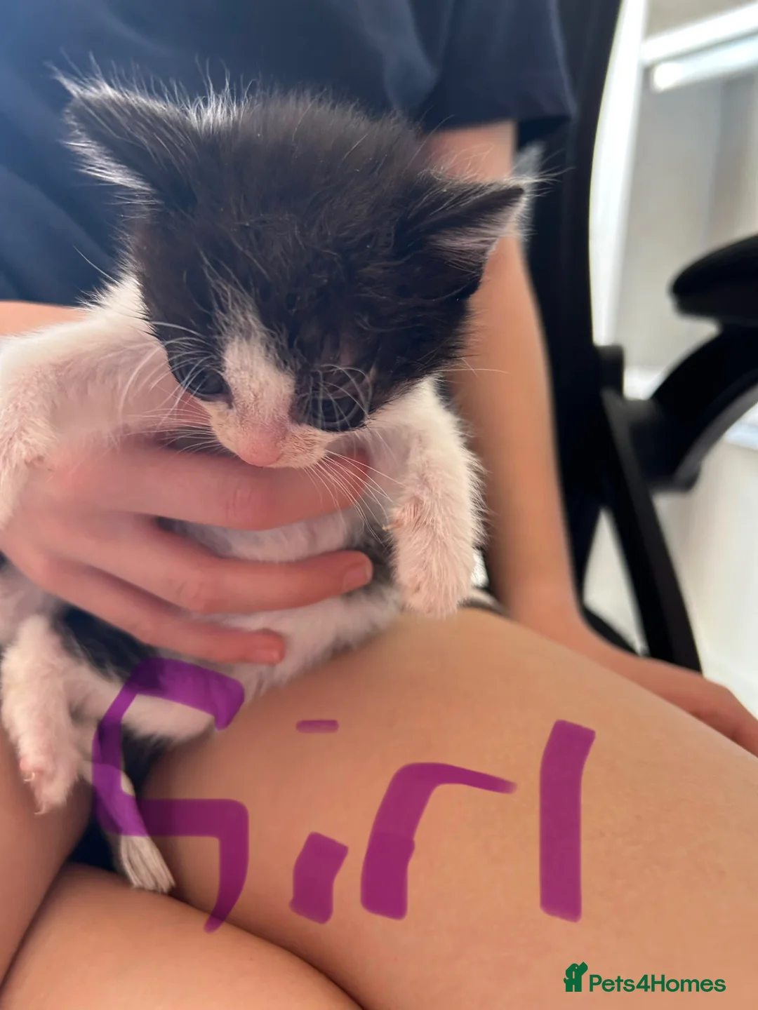 Mixed Breed cats for sale: Kittens - Advert 6