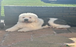 Old English Sheepdog dogs for stud: 2 Yr old old English for stud  - Image 2