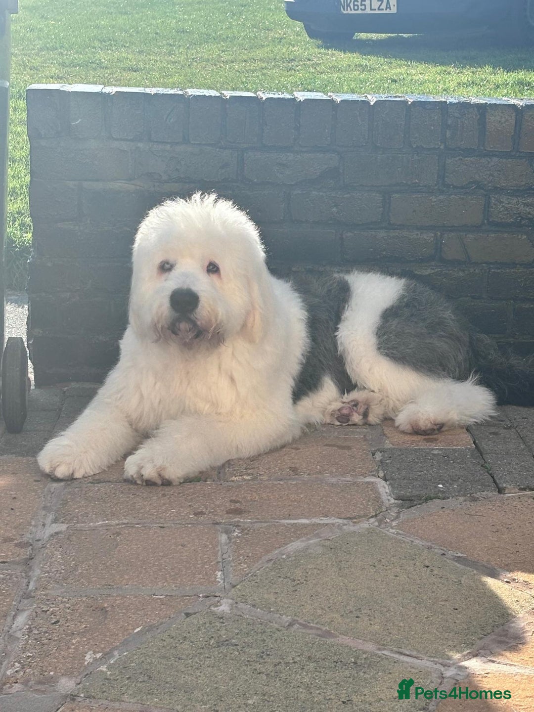 Old English Sheepdog dogs for stud: 2 Yr old old English for stud  - Image 2