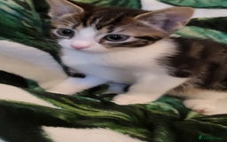 Mixed Breed cats for sale: Kittens Ready Now - Image 10