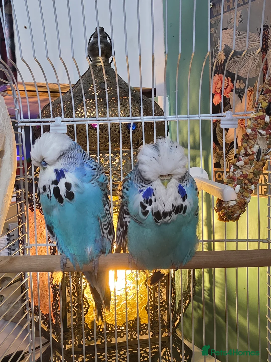 Budgerigars birds for sale: Budgies - Various  - Advert 2