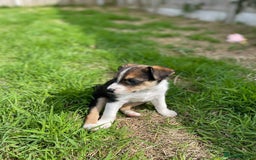 Mixed Breed dogs for sale: 🐾 Collie X Puppies – 10 Weeks Old  - Image 5