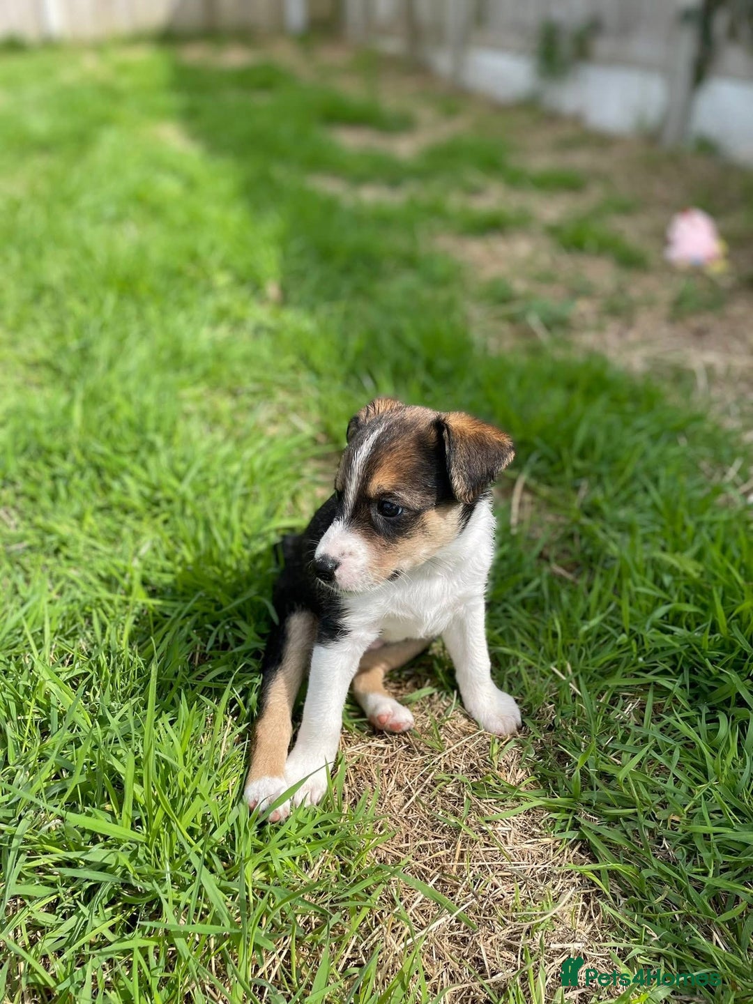 Mixed Breed dogs for sale: 🐾 Collie X Puppies – 10 Weeks Old  - Image 5