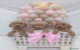 Cockapoo dogs for sale: PRA Clear show type cockapoo puppies  - Image 4