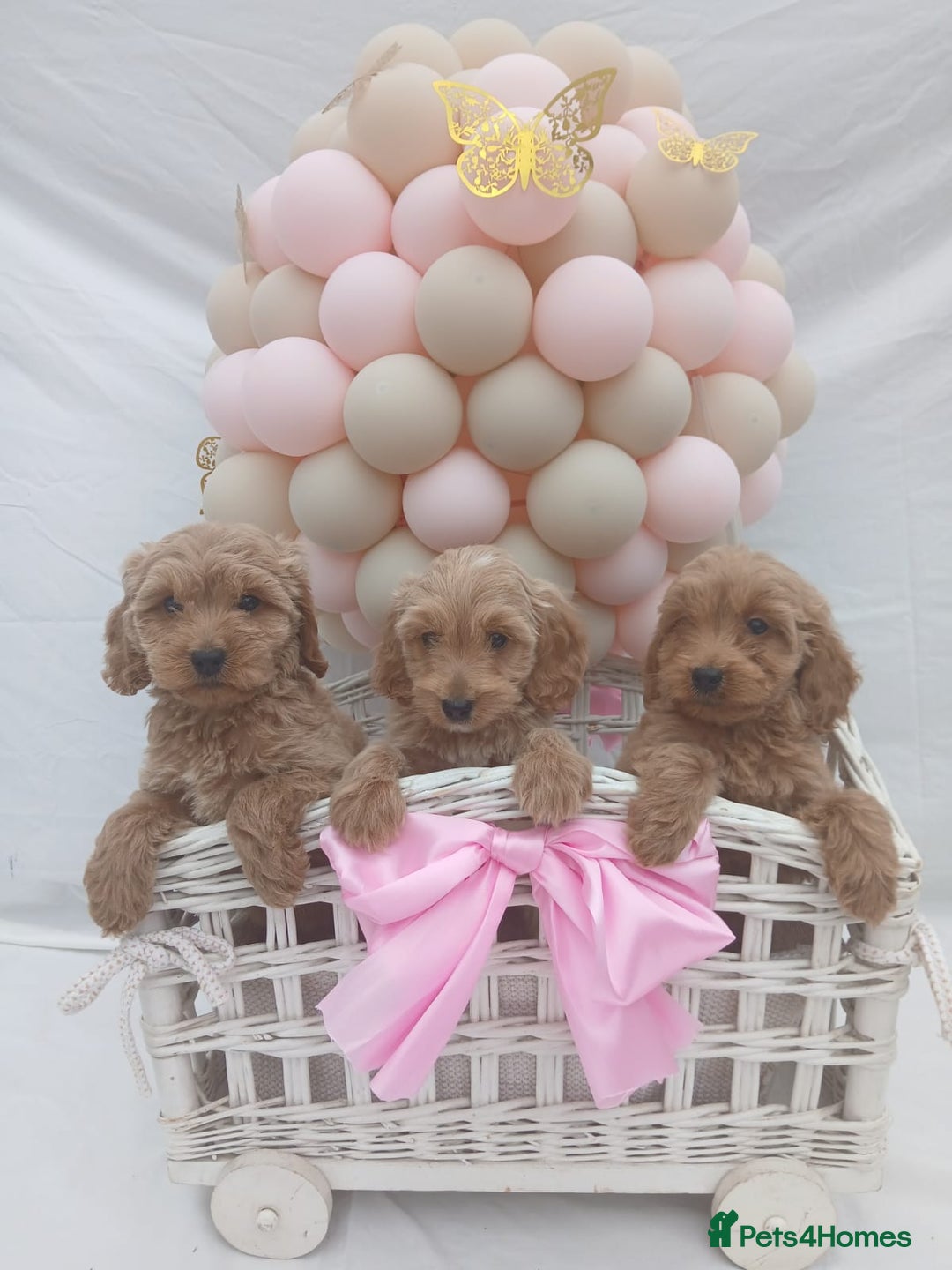 Cockapoo dogs for sale: PRA Clear show type cockapoo puppies  - Image 4