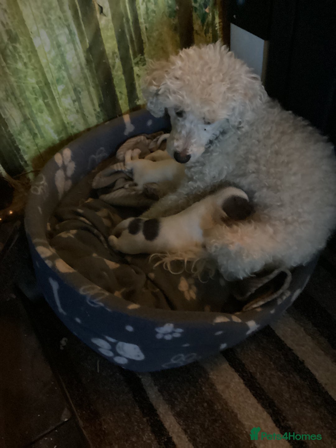 Chipoo dogs for sale: toy poodle X miniature Chihuahua, stunning 2 boys - Advert 12