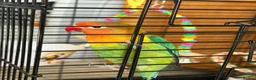 Lovebirds birds for sale: Lovely Lovebird For Sale in Banbury - Advert 7