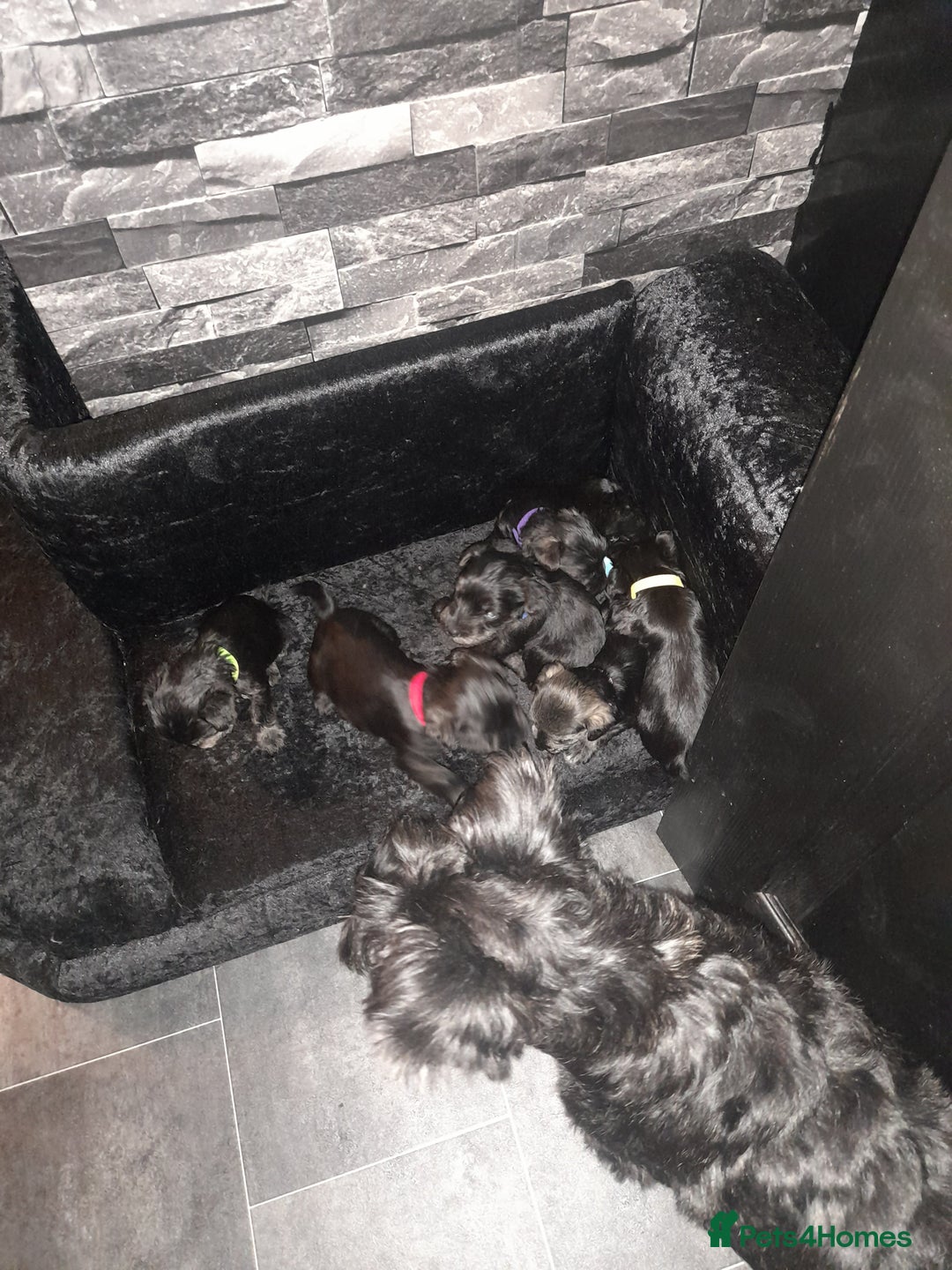 Mixed Breed dogs for sale: Snorkie pups - Advert 17