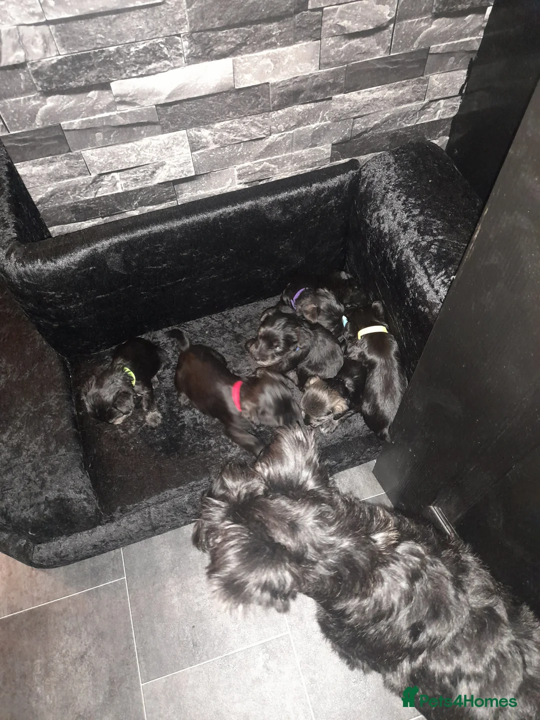 Mixed Breed dogs for sale: Snorkie pups - Advert 17