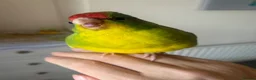 Parakeets birds for sale: Hand Reared Baby Kakariki  - Advert 3