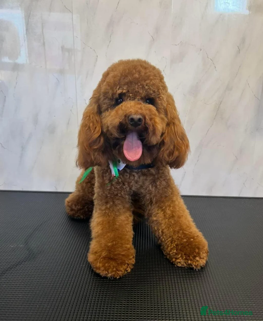 Toy Poodle dogs for stud: Ralph - Stud KC registered Toy Poodle  in Swadlincote - Advert 3