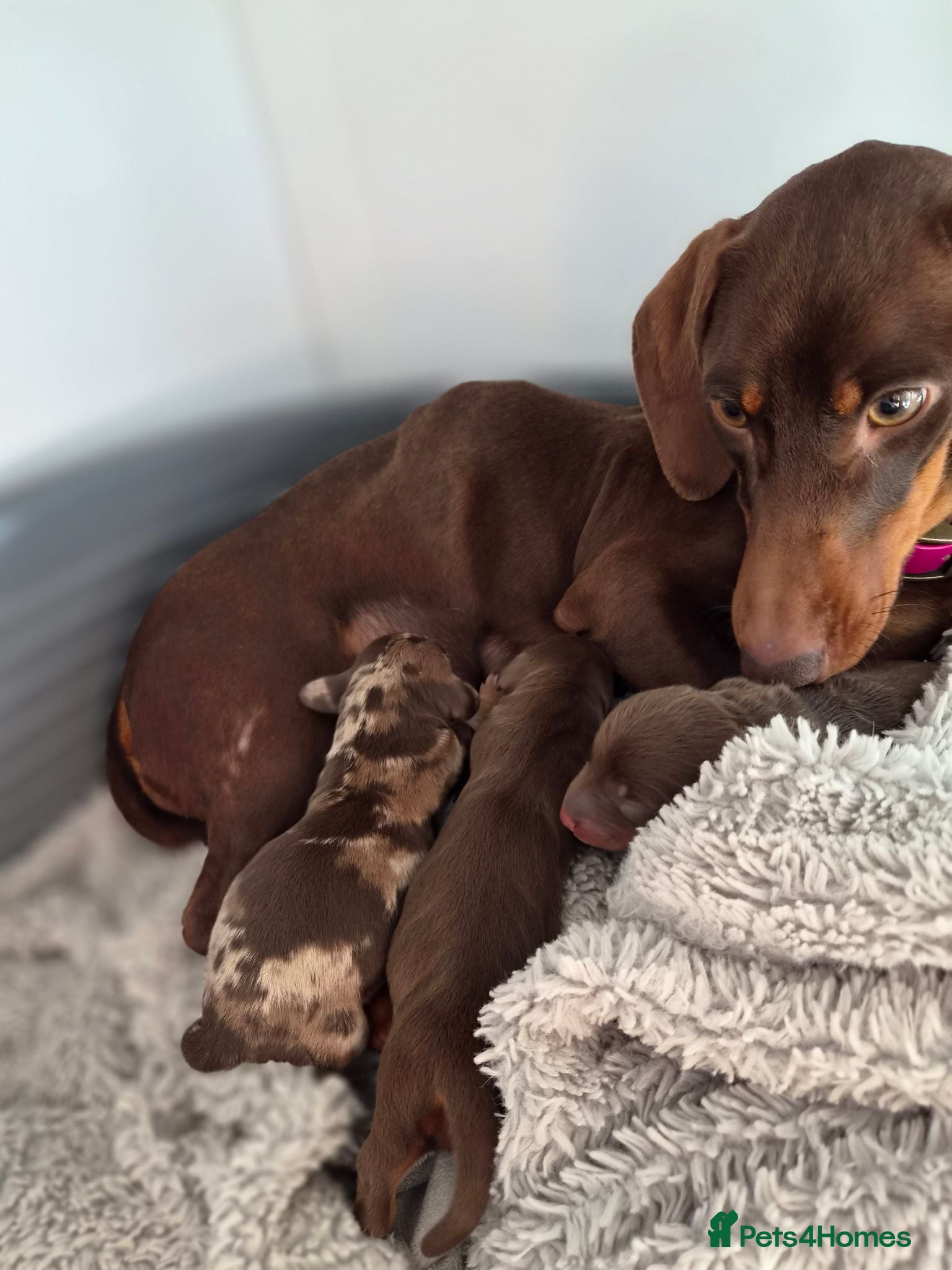 Miniature Dachshund dogs Gorgeous litter of miniature Dachshunds 🤎 - Advert 1