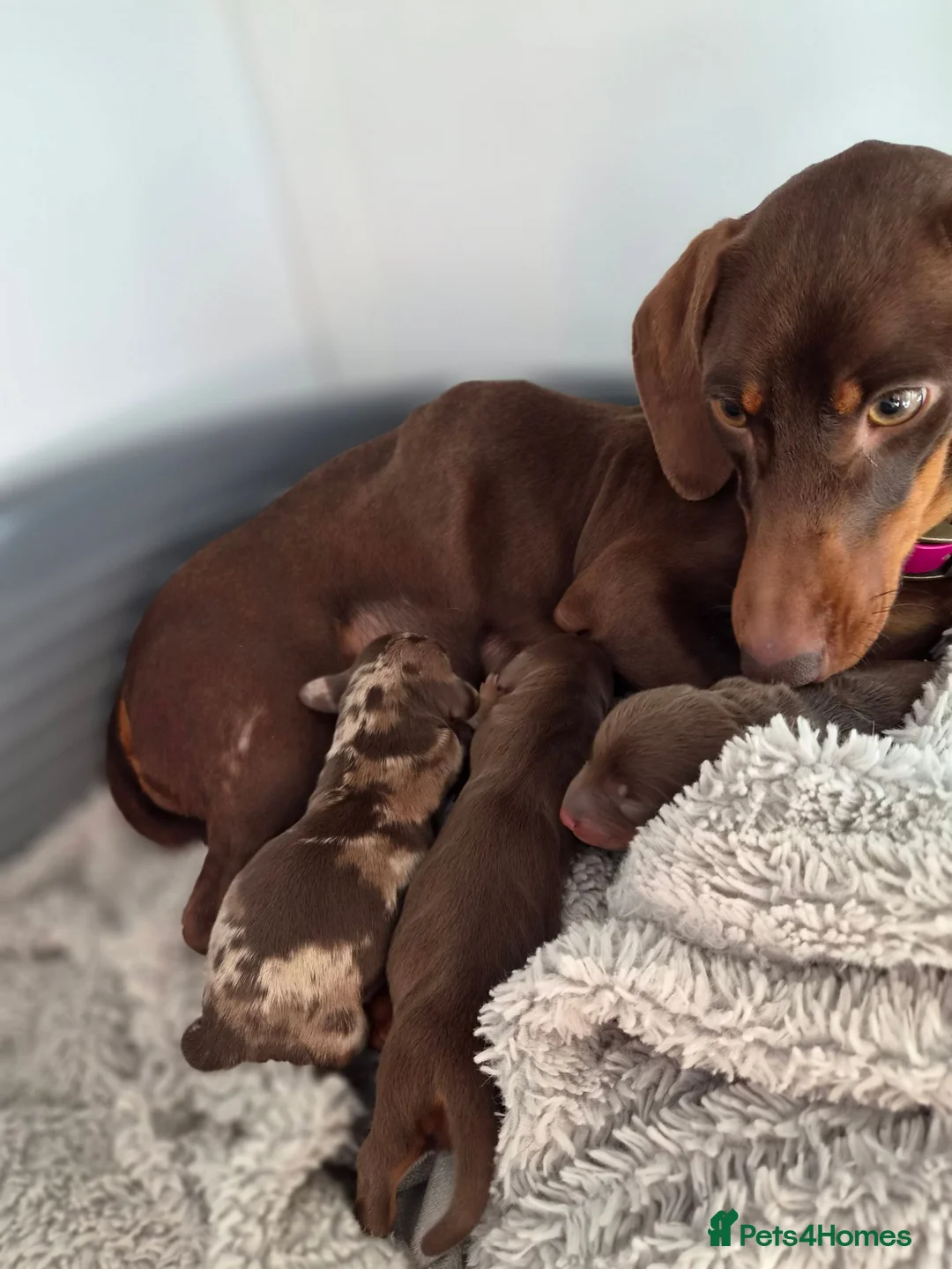 Miniature Dachshund dogs for sale: Gorgeous litter of miniature Dachshunds 🤎 - Advert 1