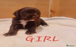 Cocker Spaniel dogs for sale: Working cocker spaniels 4 weeks old - Image 11