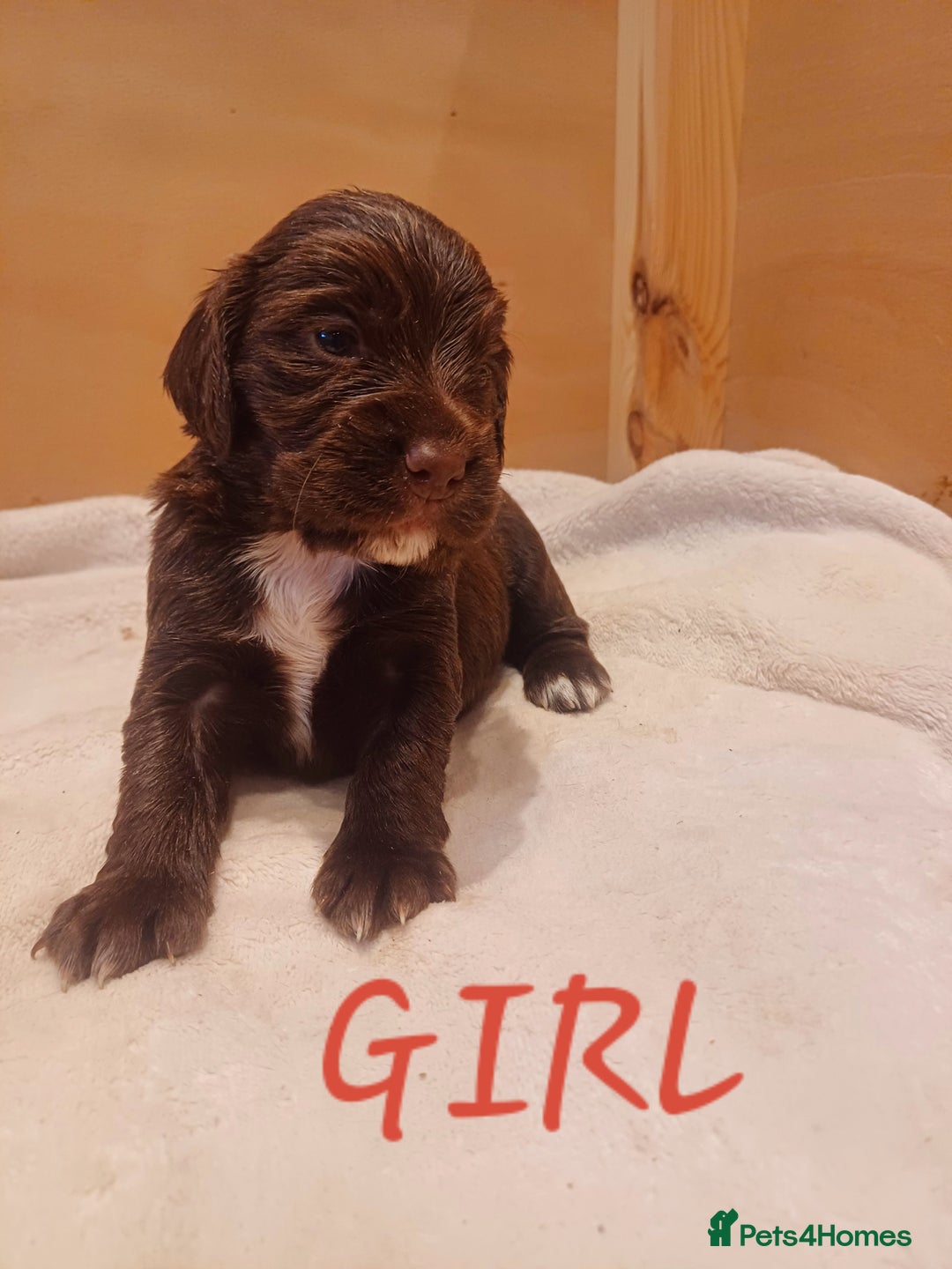 Cocker Spaniel dogs for sale: Working cocker spaniels 4 weeks old - Image 11